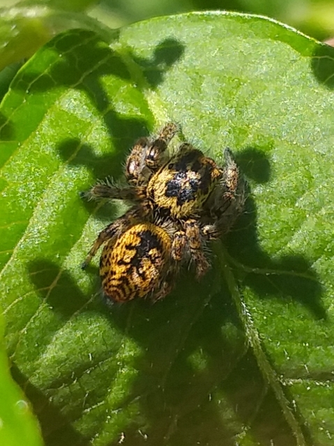 Carrhotus xanthogramma - rozsdás ugrópók