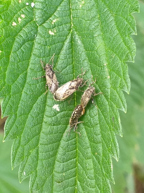 Heterogaster urticae - tarka bodobács