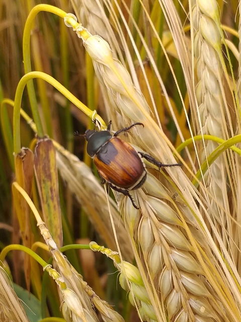 Anisoplia austriaca - osztrák szipoly