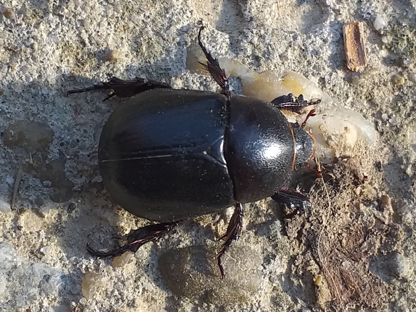 Pentodon idiota - butabogár