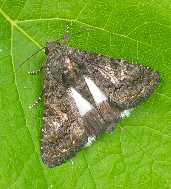 Anophia leucomelas - déli folyófűbagoly