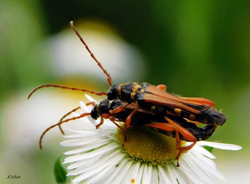 Stenopterus flavicornis - sárgacsápú keskenyfedőscincér