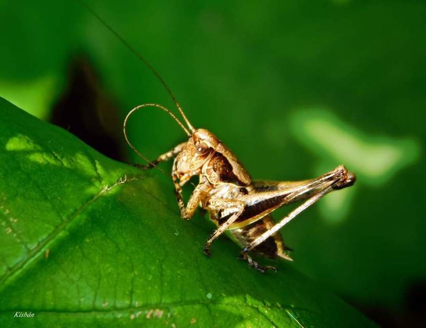 Pholidoptera griseoaptera - szürke avarszöcske