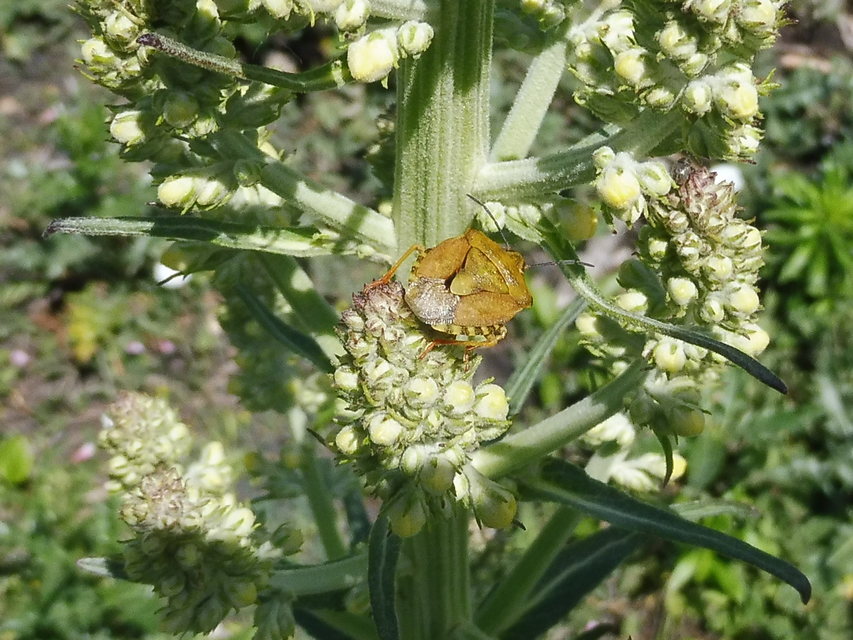 Carpocoris
