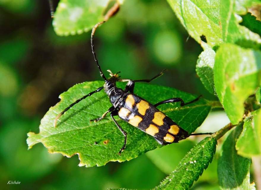 Leptura quadrifasciata - feketeszőrű szalagoscincér