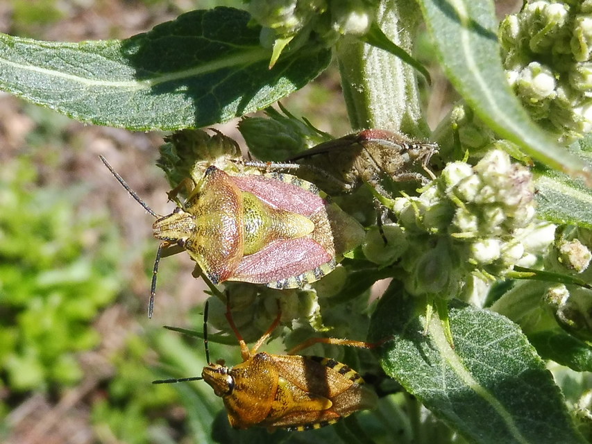 Carpocoris