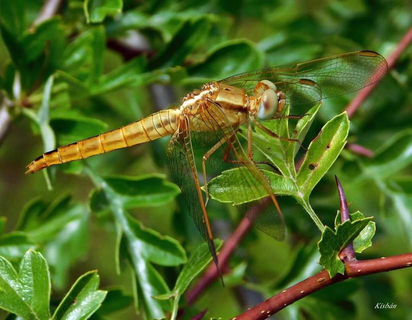 Crocothemis erythraea - skarlát szitakötő