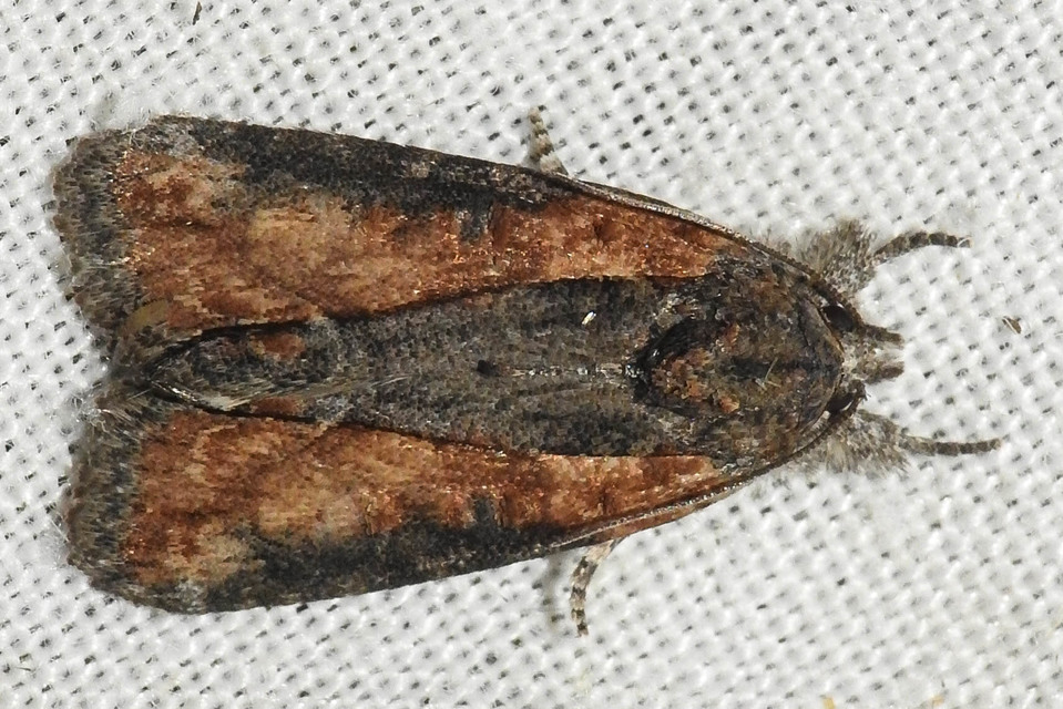 Bryophila raptricula/felina