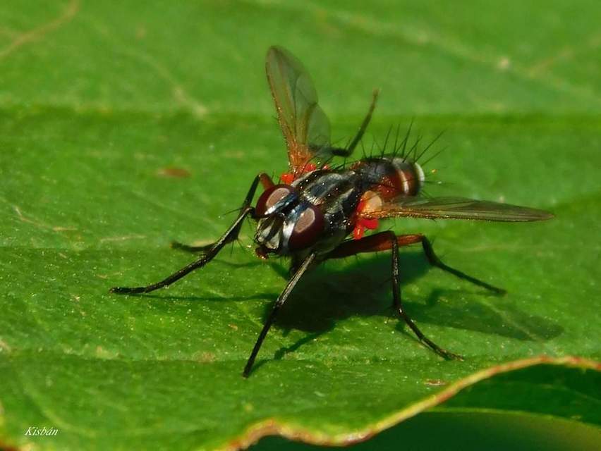 Mintho rufiventris