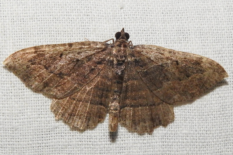 Philereme transversata - varjútövis-araszoló