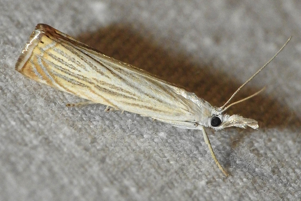 Chrysoteuchia culmella - kerti fűgyökérmoly
