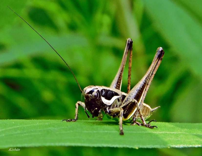 Pholidoptera fallax - galléros avarszöcske