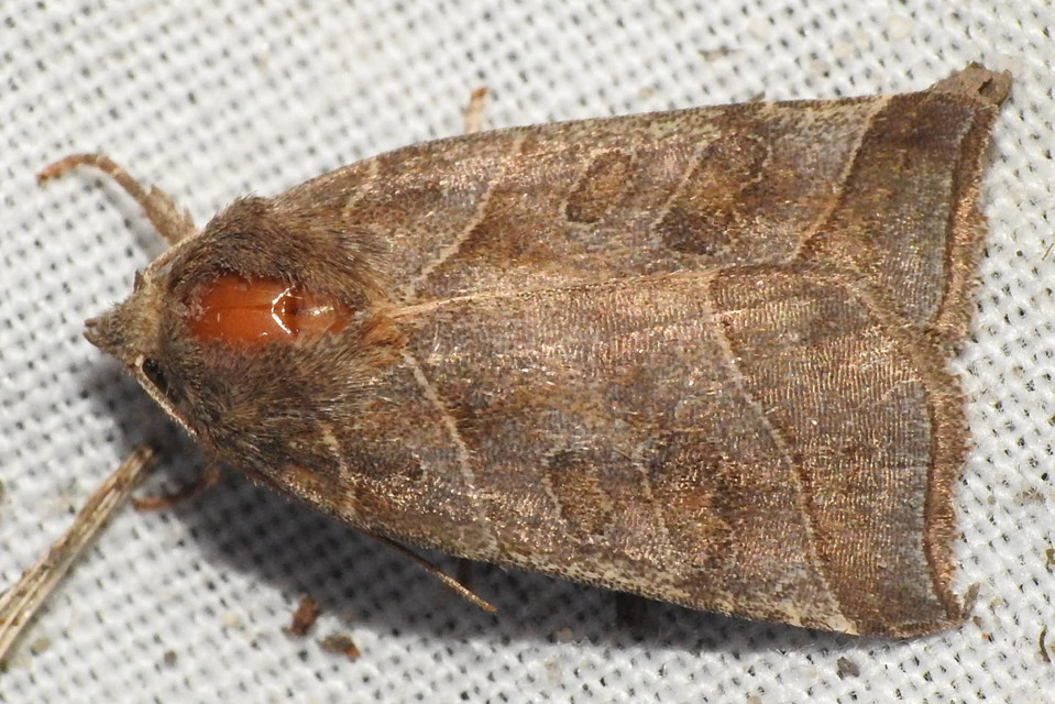 Ipimorpha retusa - sarlós fűzbagoly