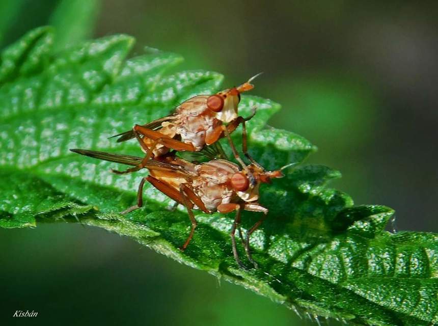 Elgiva cucularia