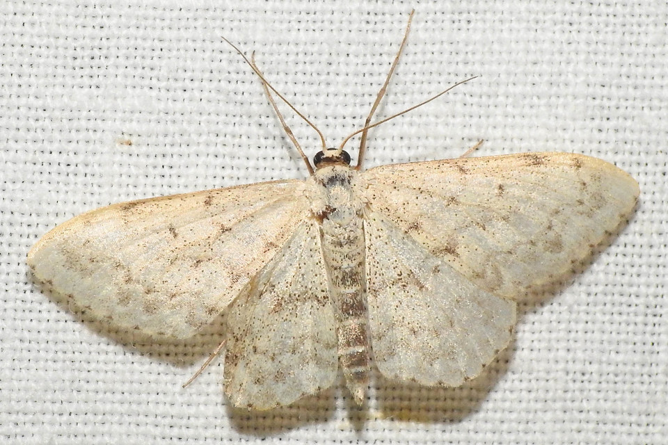 Scopula marginepunctata - pettyes sávosaraszoló