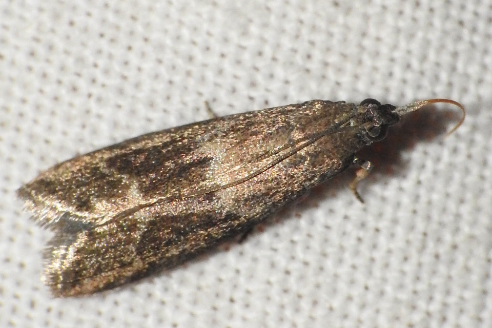 Glyptoteles leucacrinella - turjáni karcsúmoly