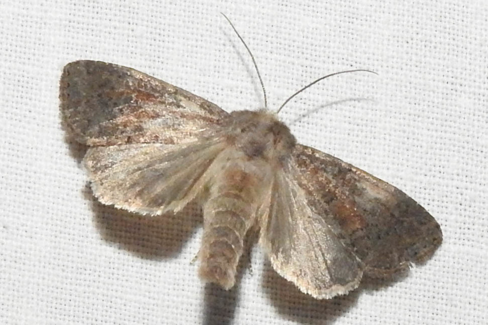 Parastichtis suspecta - sötét erdeibagoly