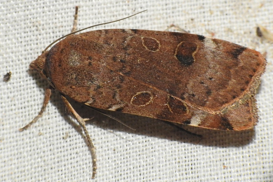 Noctua interposita - köztes sárgafűbagoly
