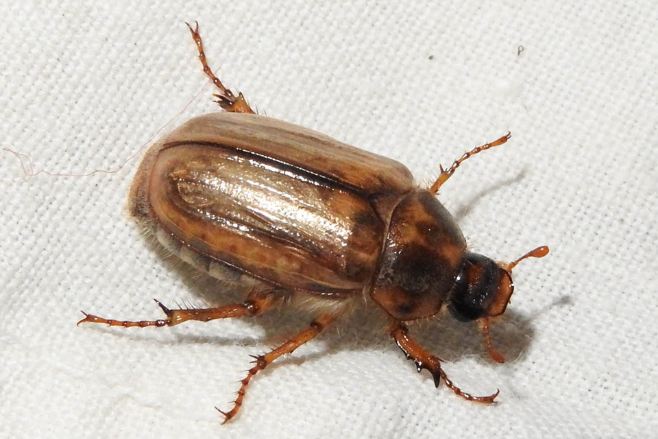 Amphimallon solstitiale - bordás sárgacserebogár