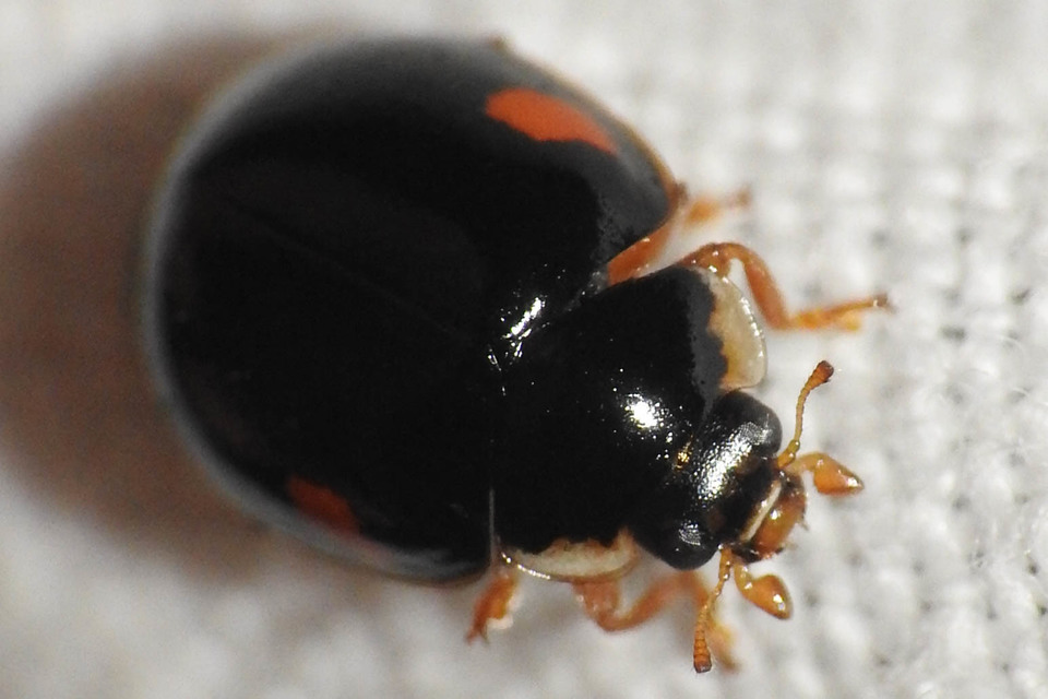 Adalia decempunctata - tízpettyes katica