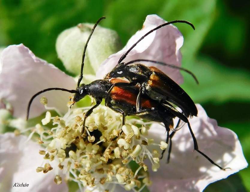 Stenurella melanura - feketevégű karcsúcincér