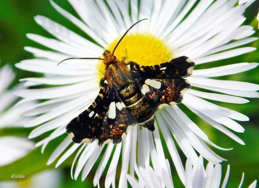 Thyris fenestrella - gyakori ablakosmoly