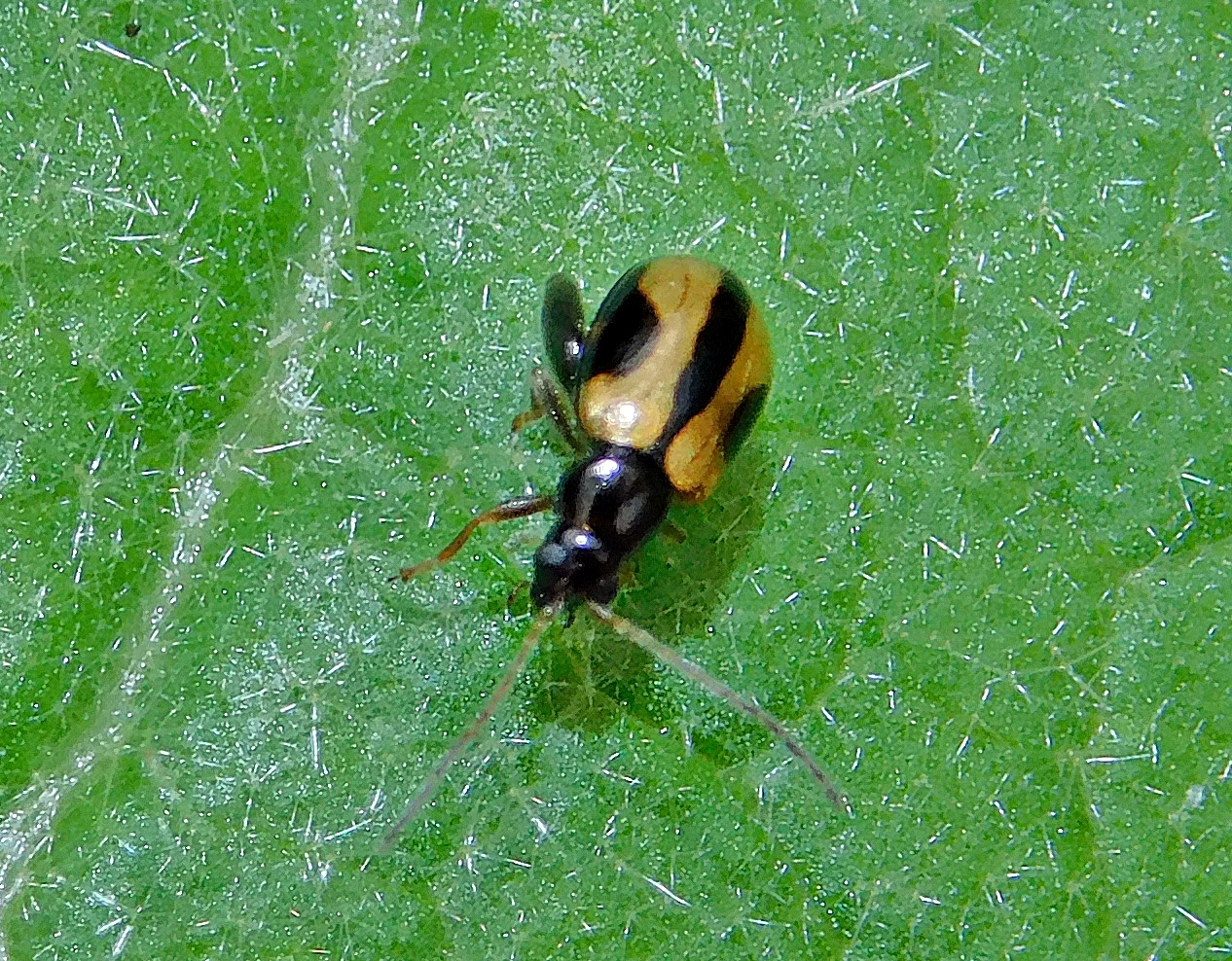 Longitarsus nigrofasciatus - feketefejű ökörfarkkóró-földibolha