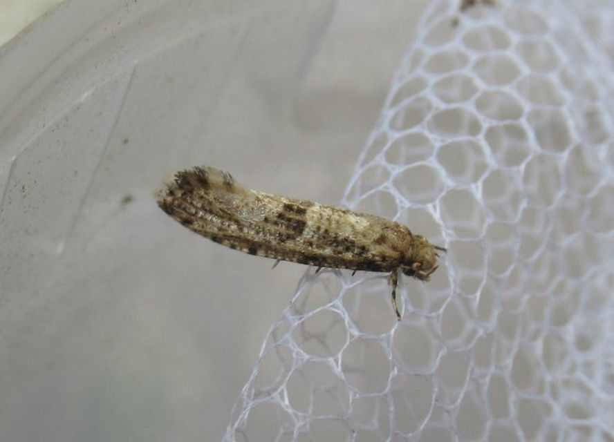 Morophaga choragella - közönséges óriásmoly
