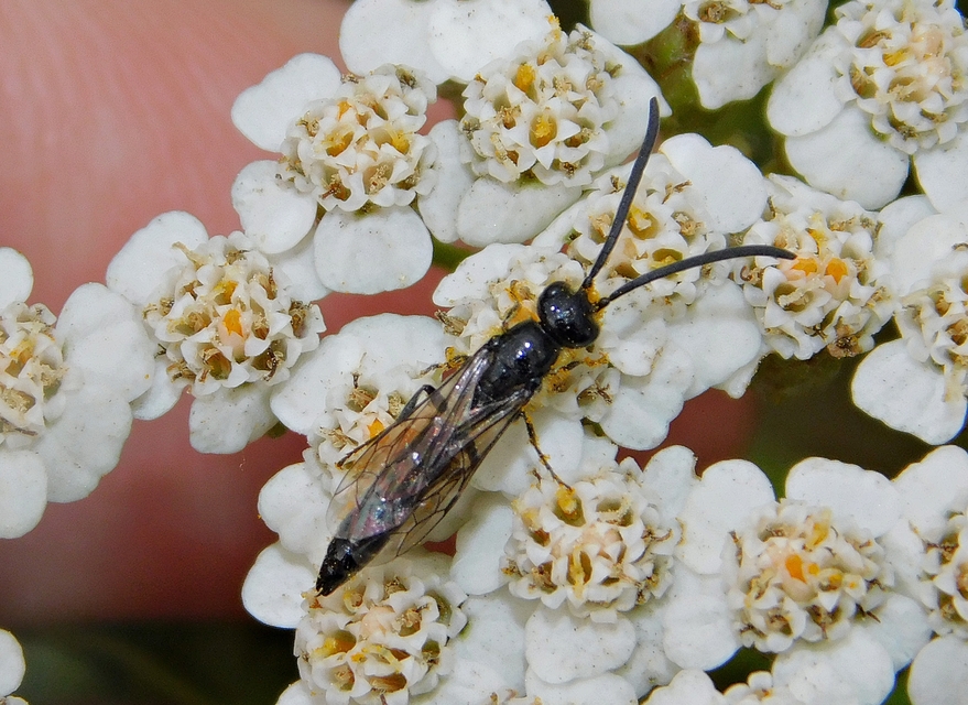 Tiphiidae - bogárrontódarazsak