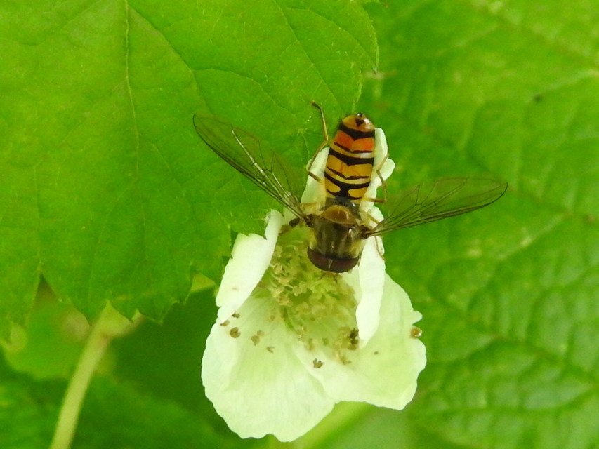 Episyrphus balteatus - ékfoltos zengőlégy