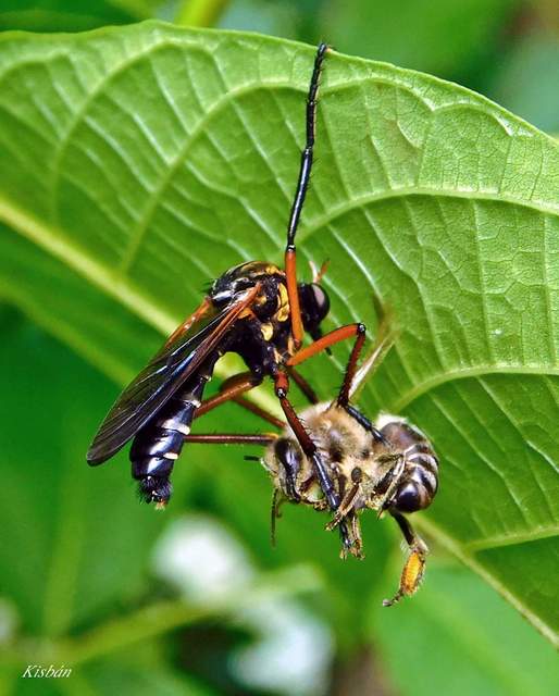 Molobratia teutonus
