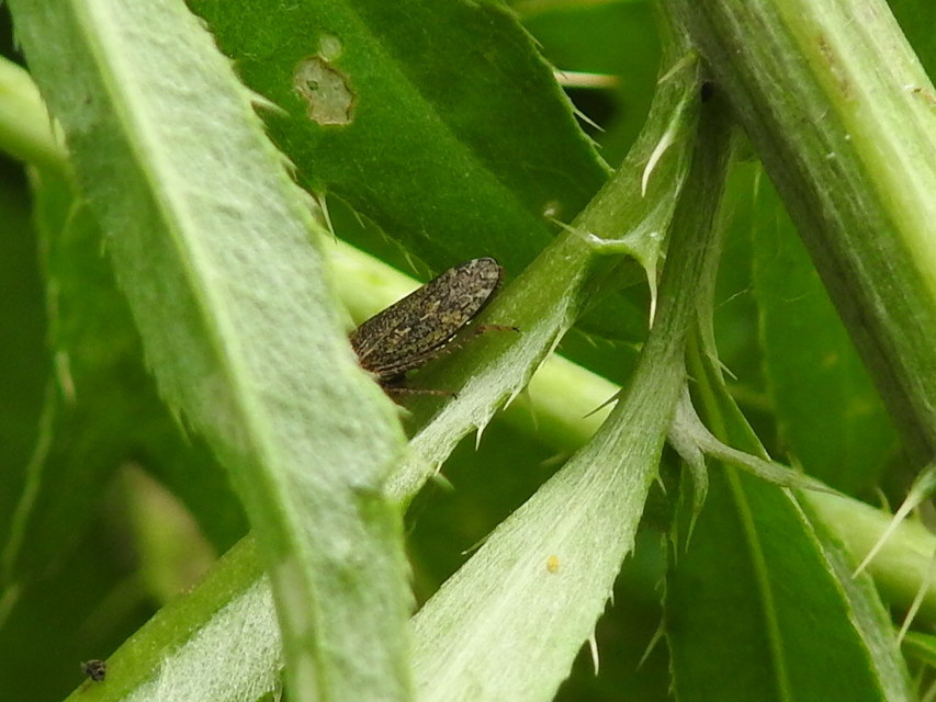 Aphrodes