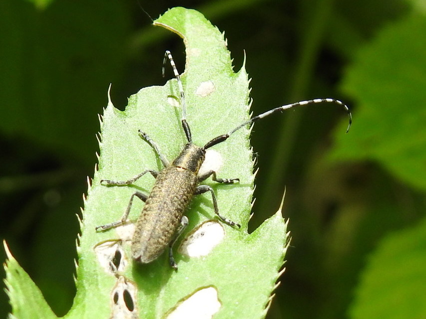 Agapanthia villosoviridescens - fehérgyűrűs bogáncscincér