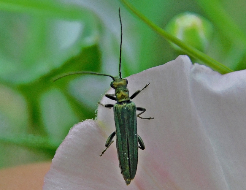 Oedemera virescens - zöldes álcincér