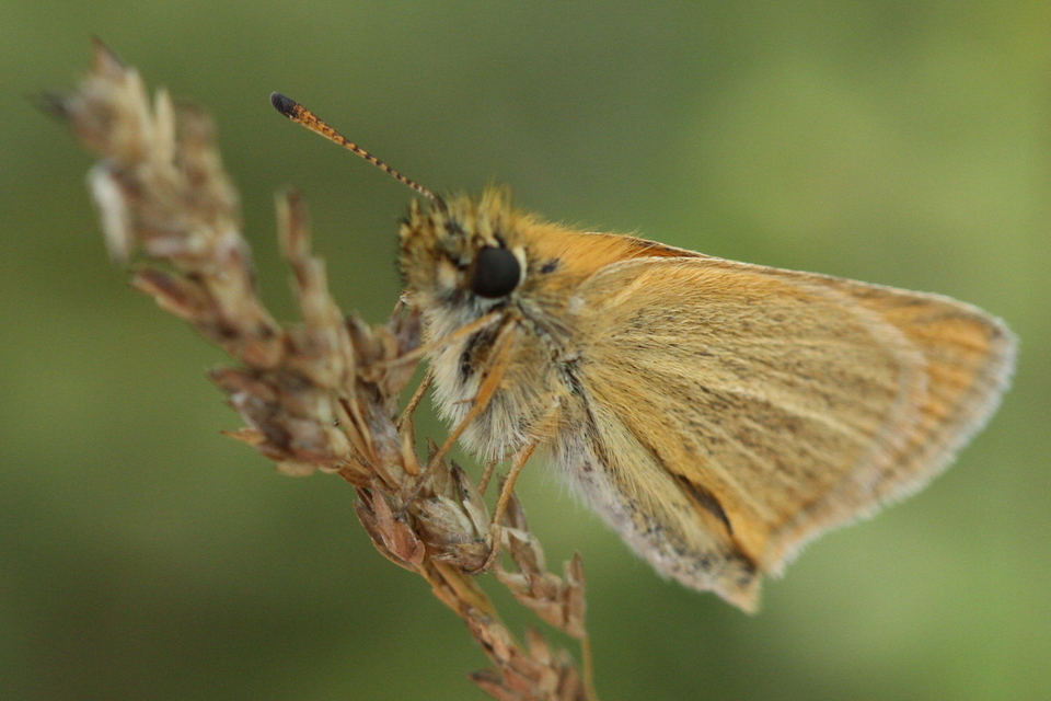 Thymelicus lineola - vonalas busalepke