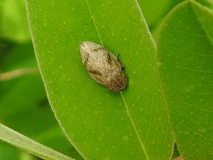 Lepyronia coleoptrata