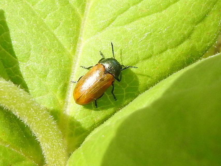 Labidostomis Labidostomis