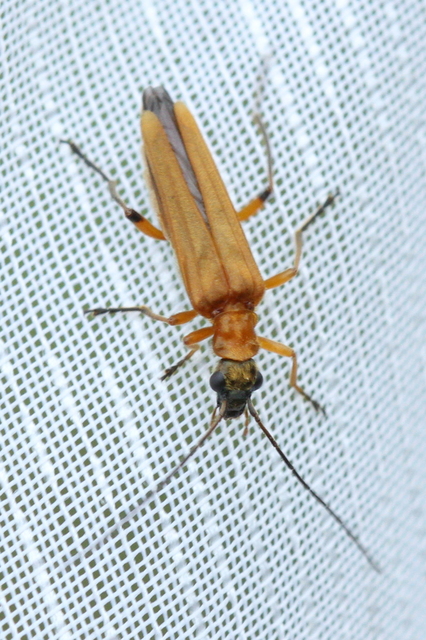 Oedemera podagrariae - székfű-álcincér