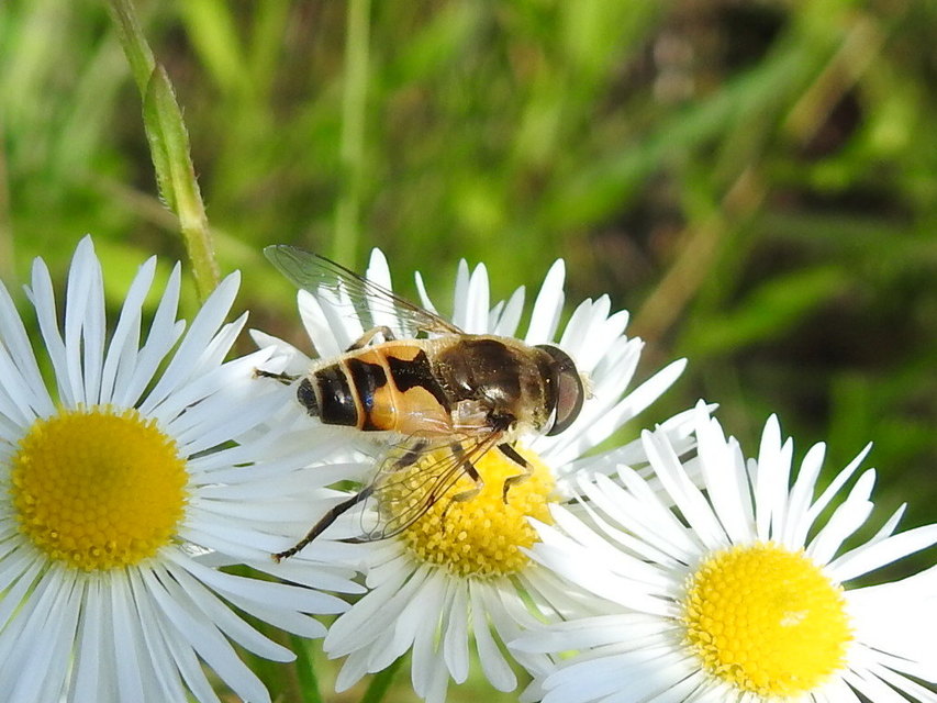 Eristalis arbustorum - fehérarcú herelégy