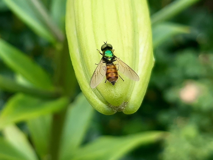 Chloromyia formosa - közönséges fémeslégy