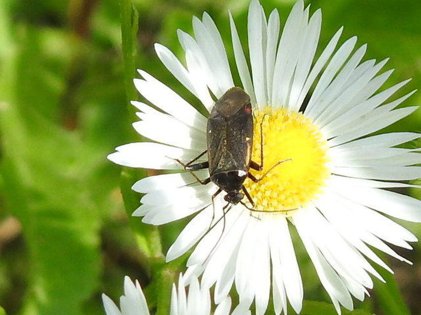 Adelphocoris seticornis - szegélyes mezeipoloska