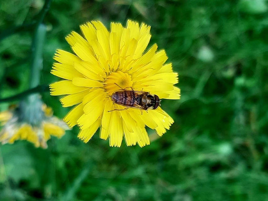 Episyrphus balteatus - ékfoltos zengőlégy