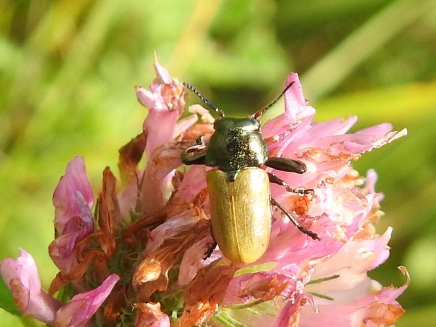 Labidostomis Labidostomis
