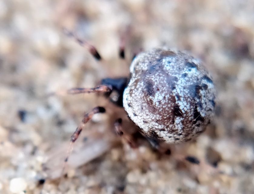 Dipoena melanogaster - feketehasú törpepók
