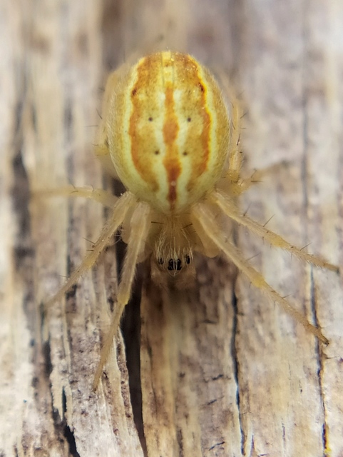 Larinia bonneti
