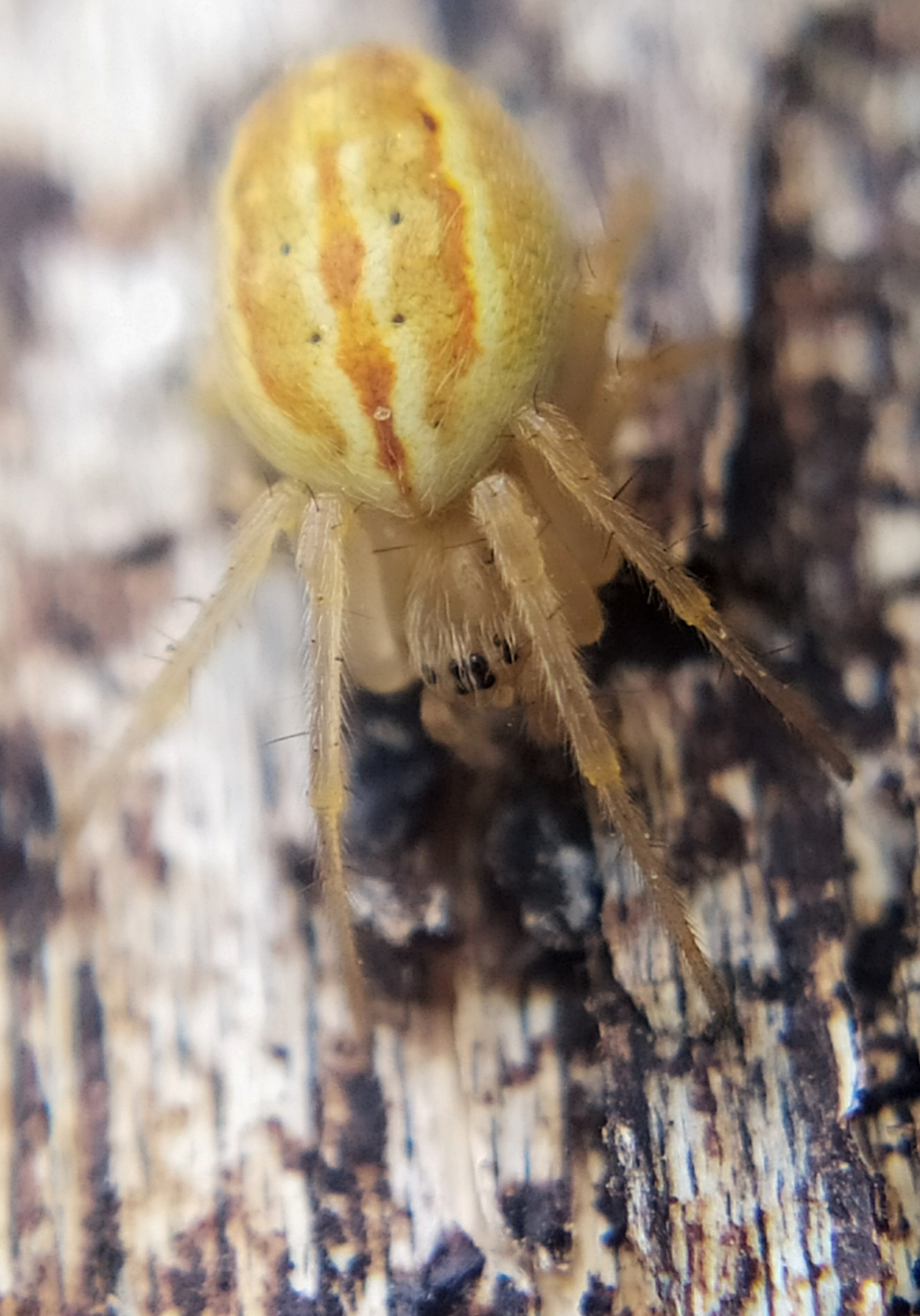 Larinia bonneti