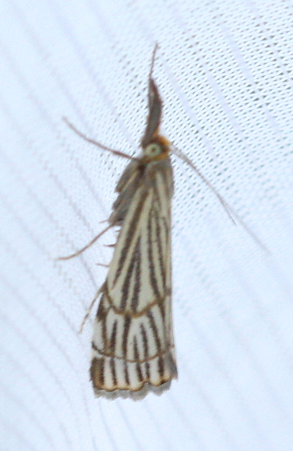Chrysocramboides craterella - rácsos fűgyökérmoly