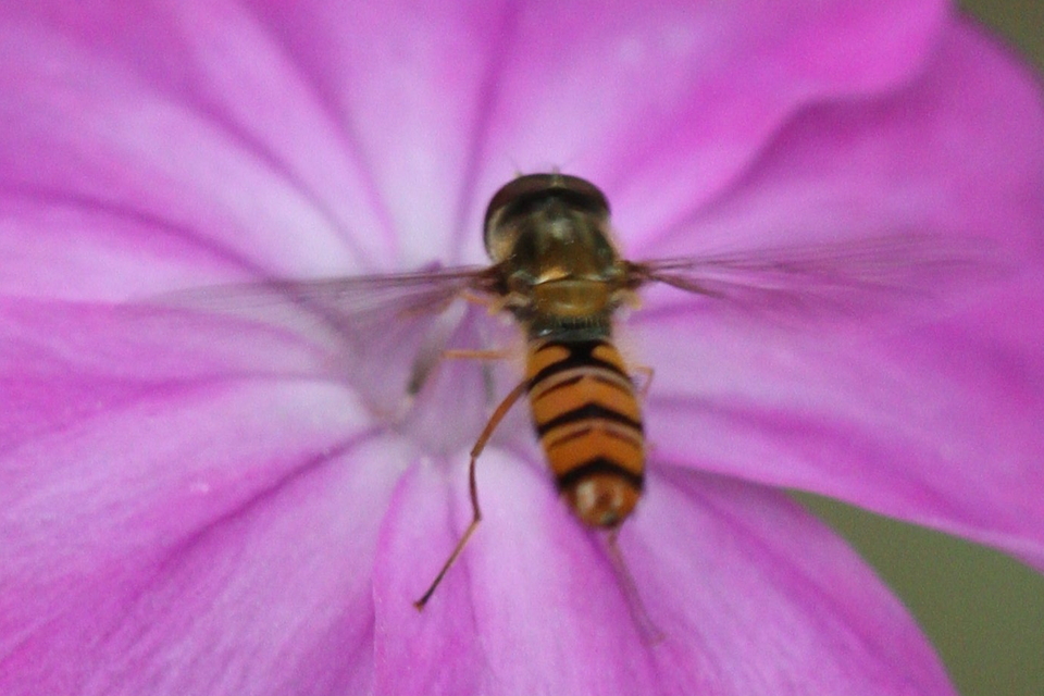 Episyrphus balteatus - ékfoltos zengőlégy