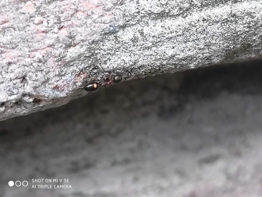 Dolichoderus quadripunctatus - négypettyes erdeihangya