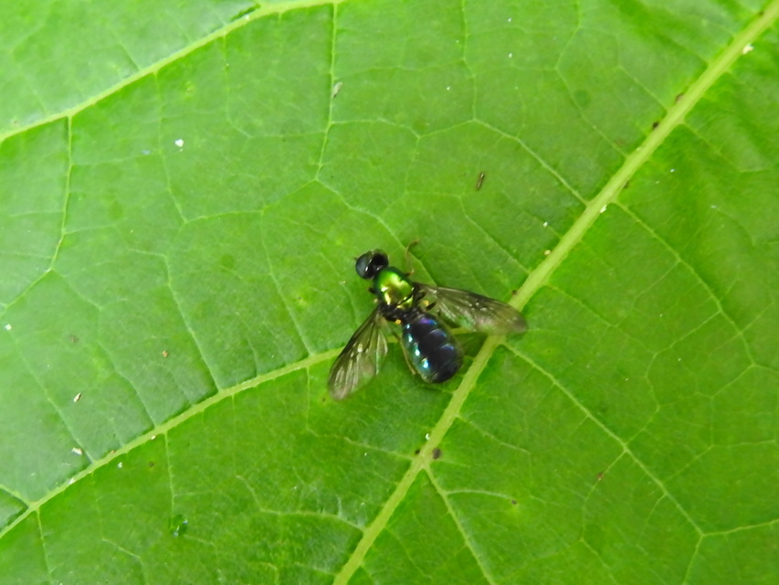 Chloromyia speciosa